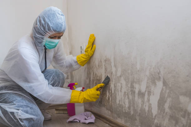 Best Airborne Mold Testing  in Erma, NJ