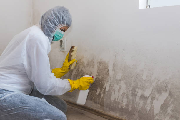 Best Black Mold Removal  in Erma, NJ