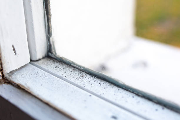 Best Environmental Consulting for Mold Prevention  in Erma, NJ
