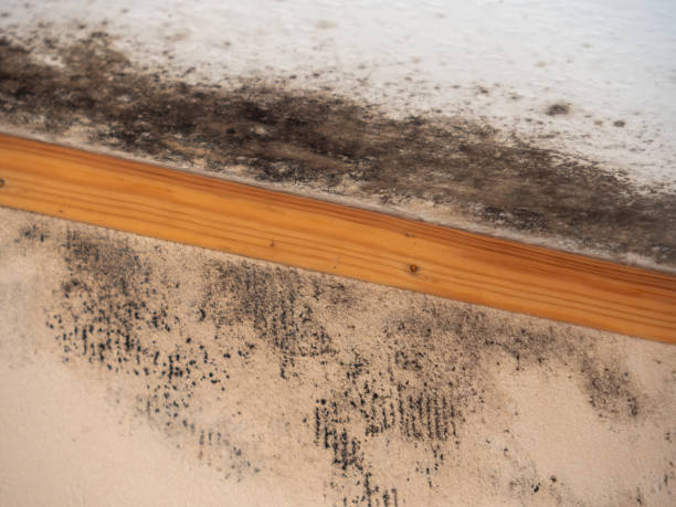 Best Air Quality Testing for Mold Spores  in Erma, NJ
