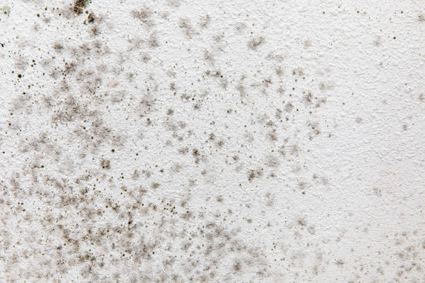 Best Asbestos and Lead Testing During Mold Inspection  in Erma, NJ