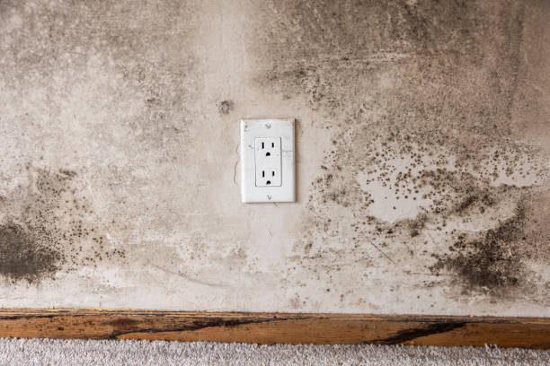 Best Mold Damage Restoration  in Erma, NJ