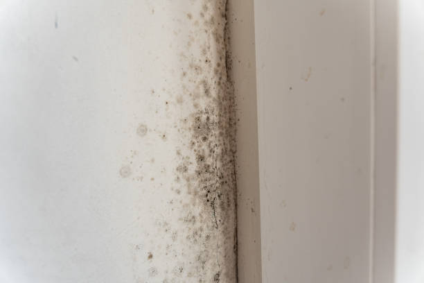 Best Post-Construction Mold Inspection  in Erma, NJ